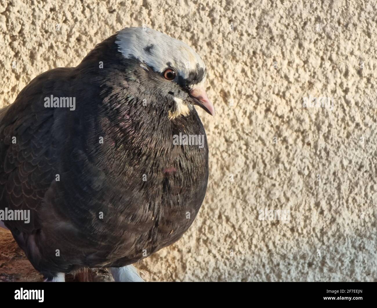 closeup photo of pigeon in the nest Stock Photo