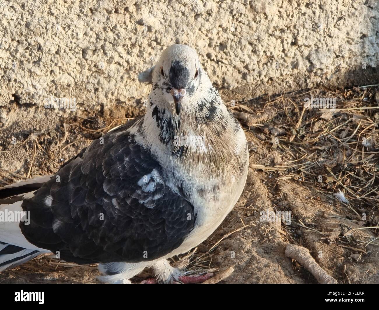 closeup photo of pigeon in the nest Stock Photo Alamy