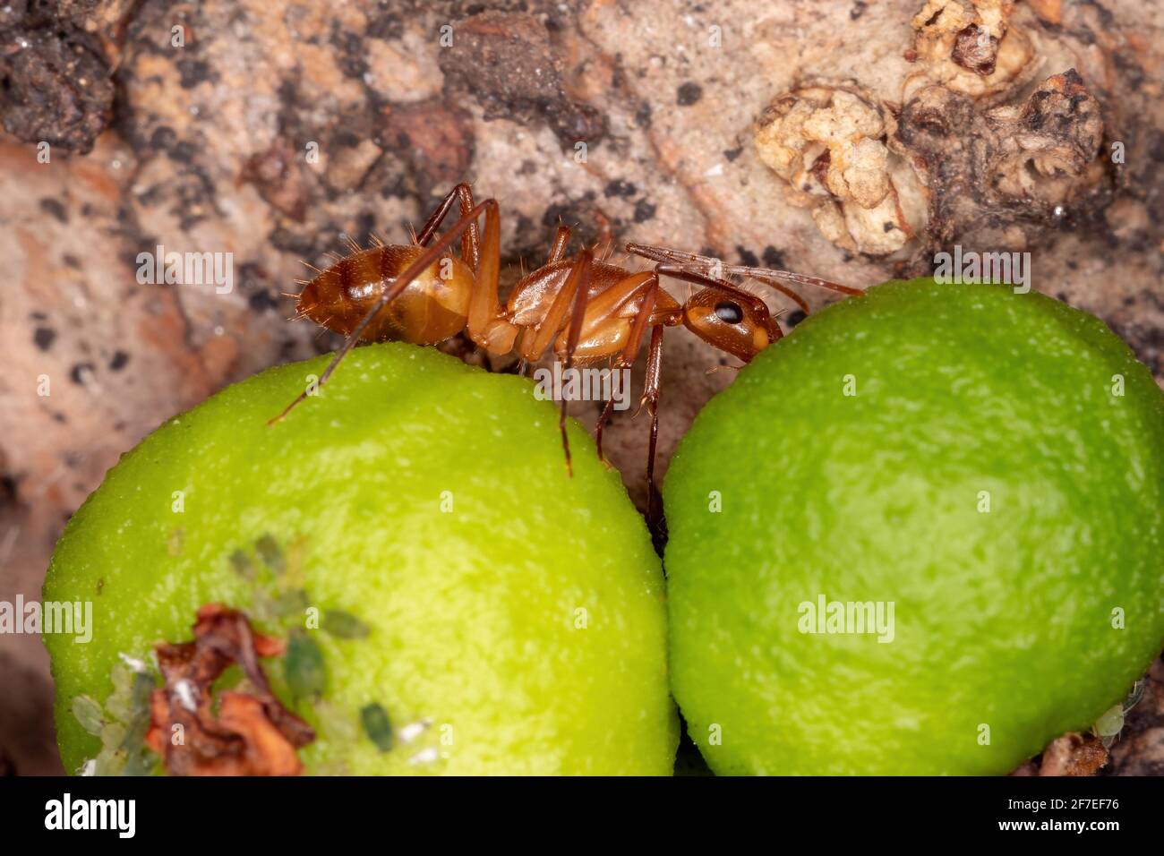 Adult Carpenter Ant of the Genus Camponotus Stock Photo Alamy