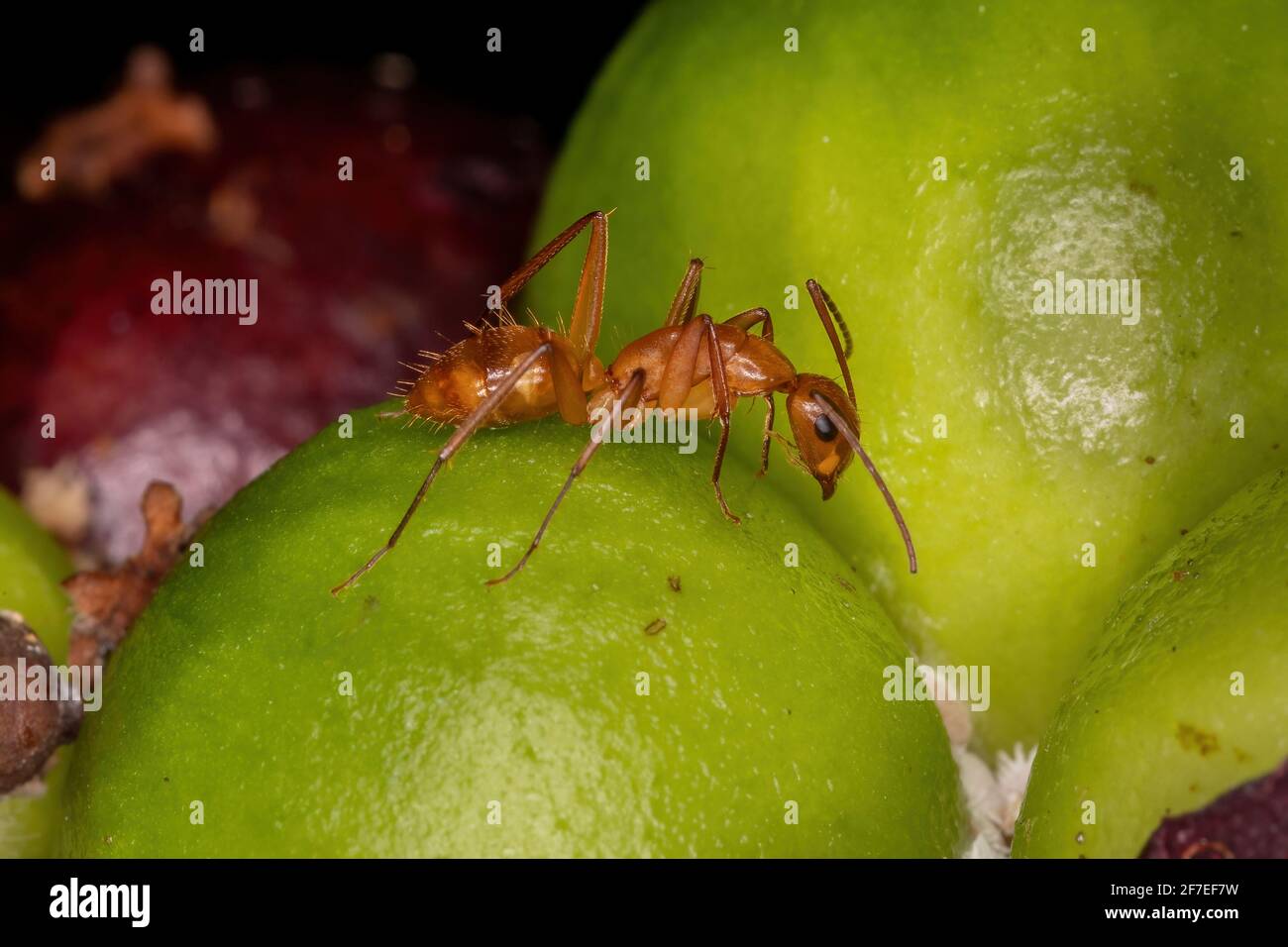 Adult Carpenter Ant of the Genus Camponotus Stock Photo Alamy