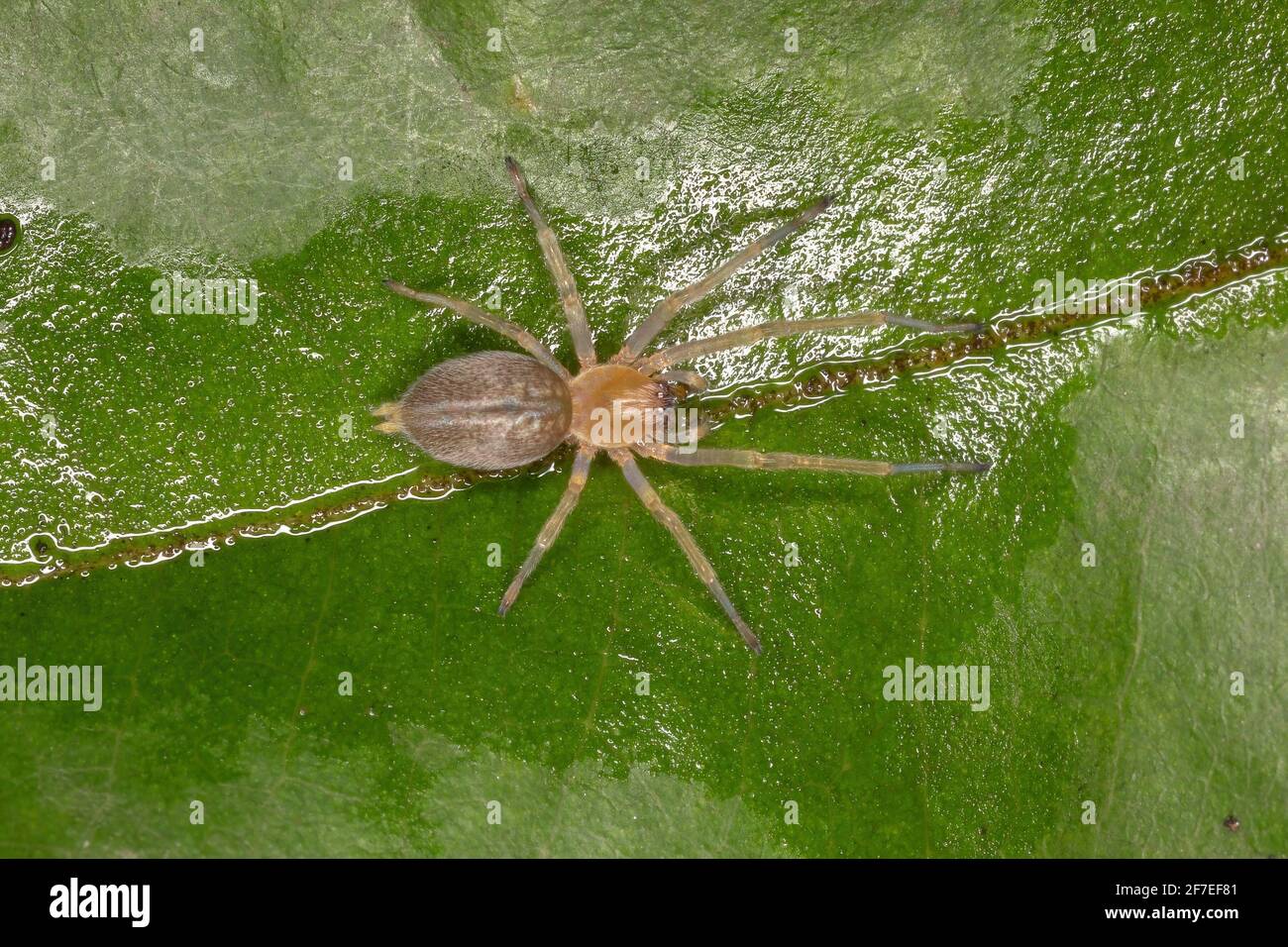 Small Ghost Spider of the Family Anyphaenidae Stock Photo - Alamy Small Ghost Spider of the Family Anyphaenidae Stock Photo - Alamy
