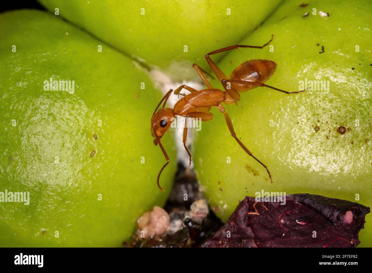 Adult Carpenter Ant of the Genus Camponotus Stock Photo Alamy