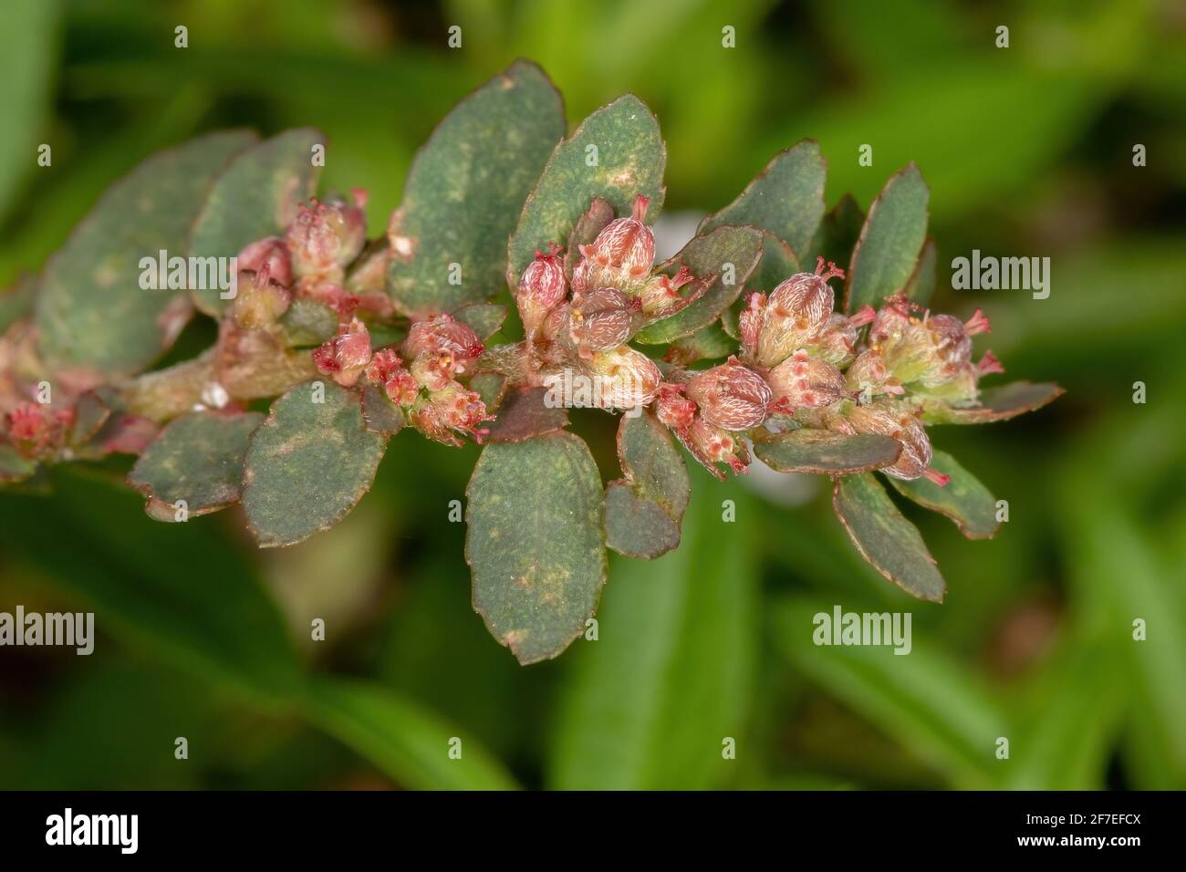 Red Caustic-Creeper of the species Euphorbia thymifolia with fruits and flowers Stock Photo
