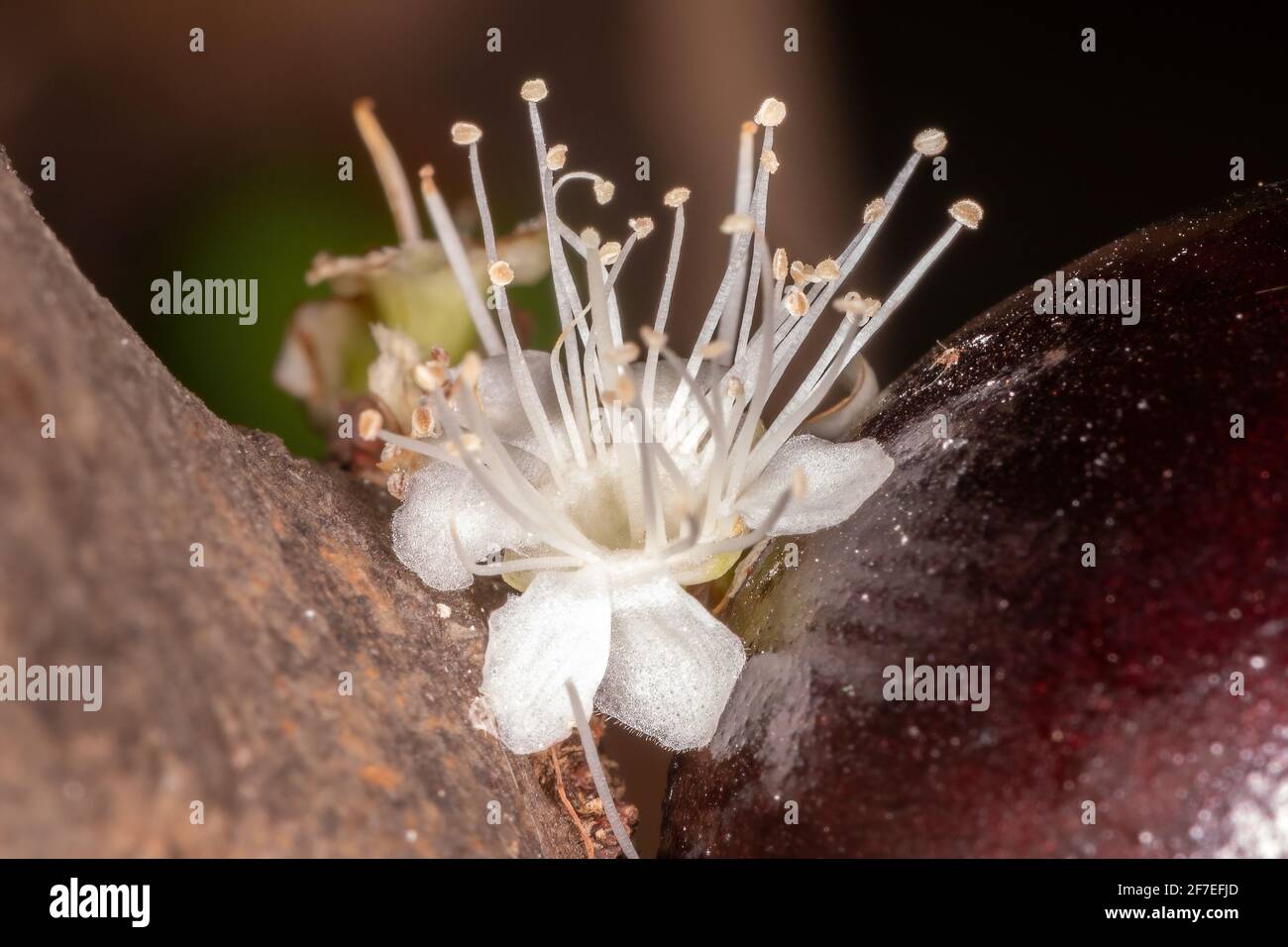 Flowers of a Jaboticaba Tree of the species Plinia cauliflora Stock Photo
