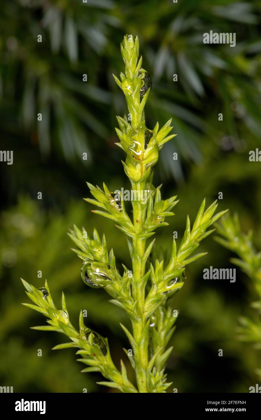 Green Conifer Leaves of the Order Pinales in macro view Stock Photo