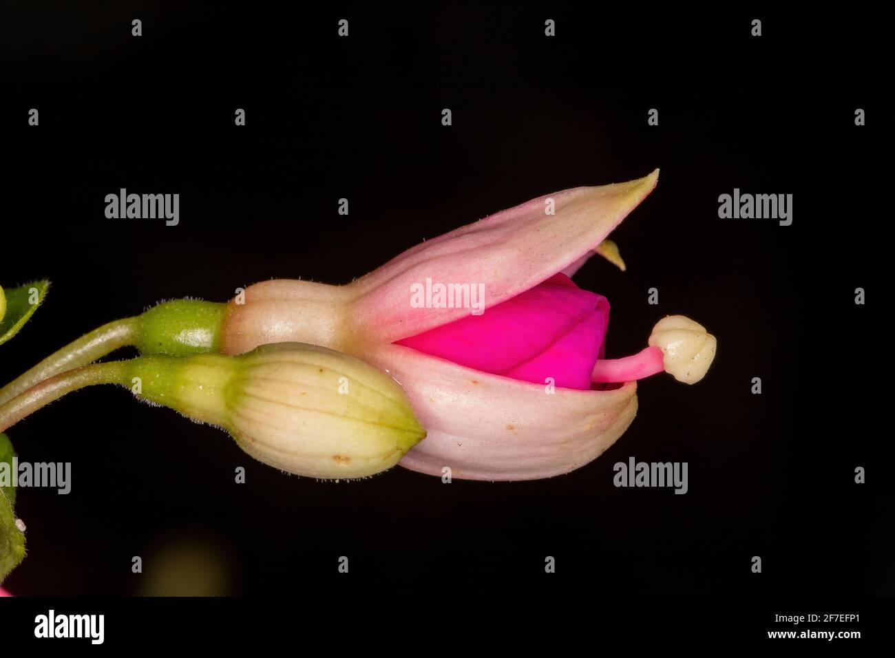 Flower of a red Fuchsia with black background Stock Photo