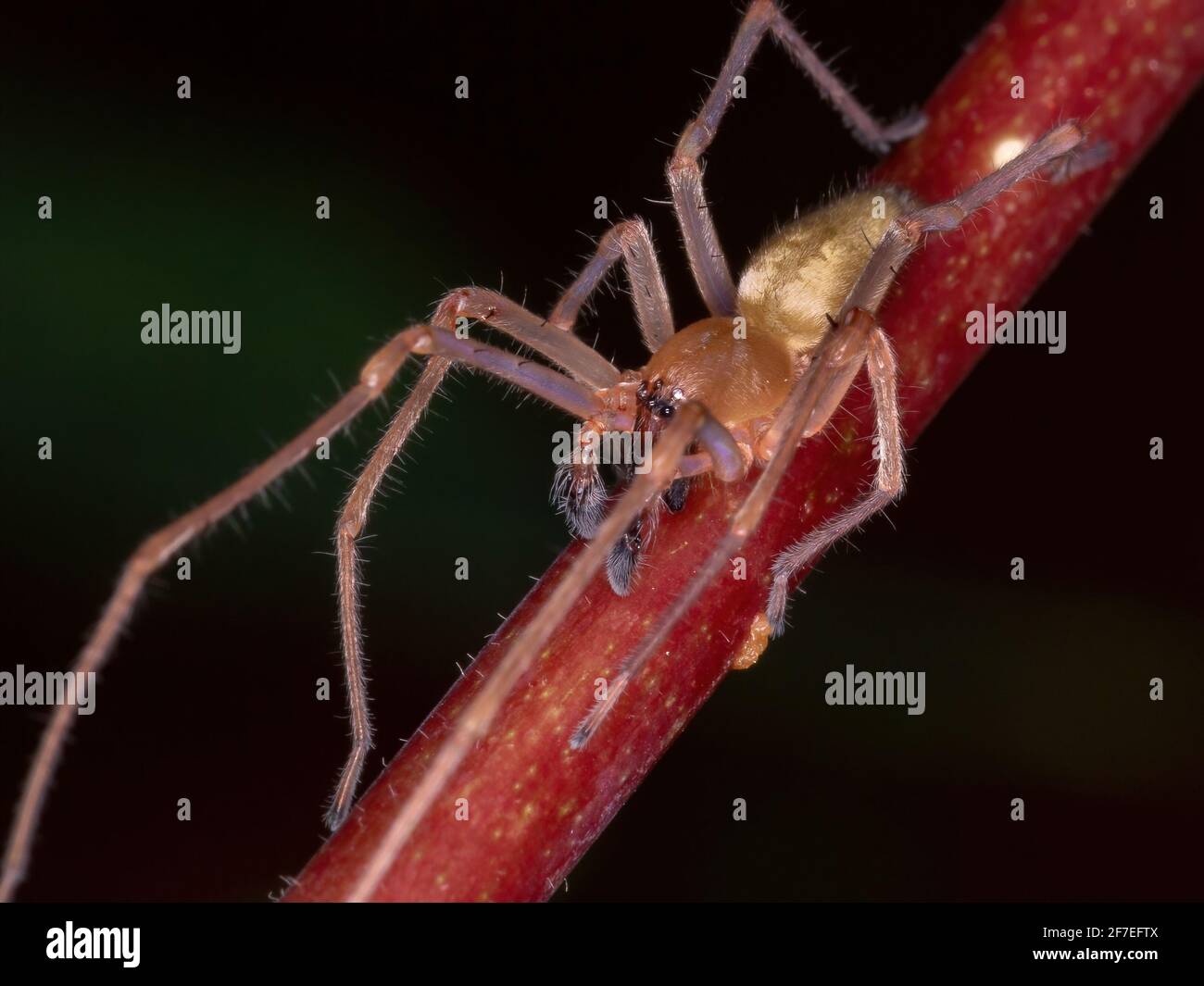 Agrarian Sac Spider of the species Cheiracanthium inclusum Stock Photo