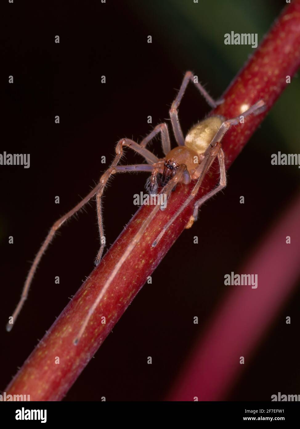 Agrarian Sac Spider of the species Cheiracanthium inclusum Stock Photo