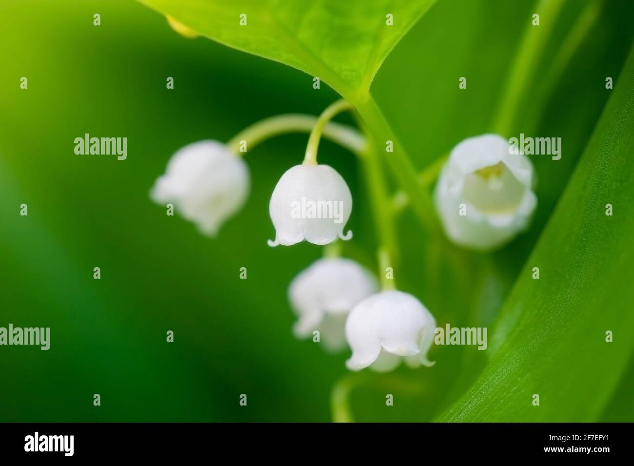 Lily of the valley cottage garden hi-res stock photography and images ...