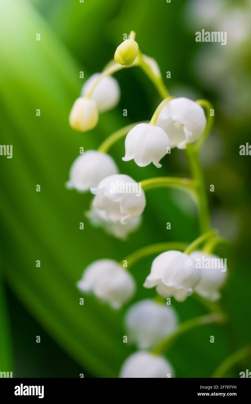Spring flower lily of the valley