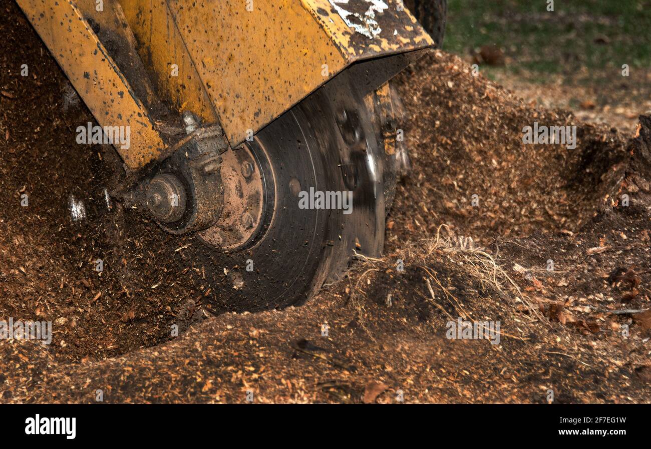 Tree stump grinding machine in operation. A stump grinder is used  to remove tree stumps from the ground following the removal of the tree trunk. Stock Photo