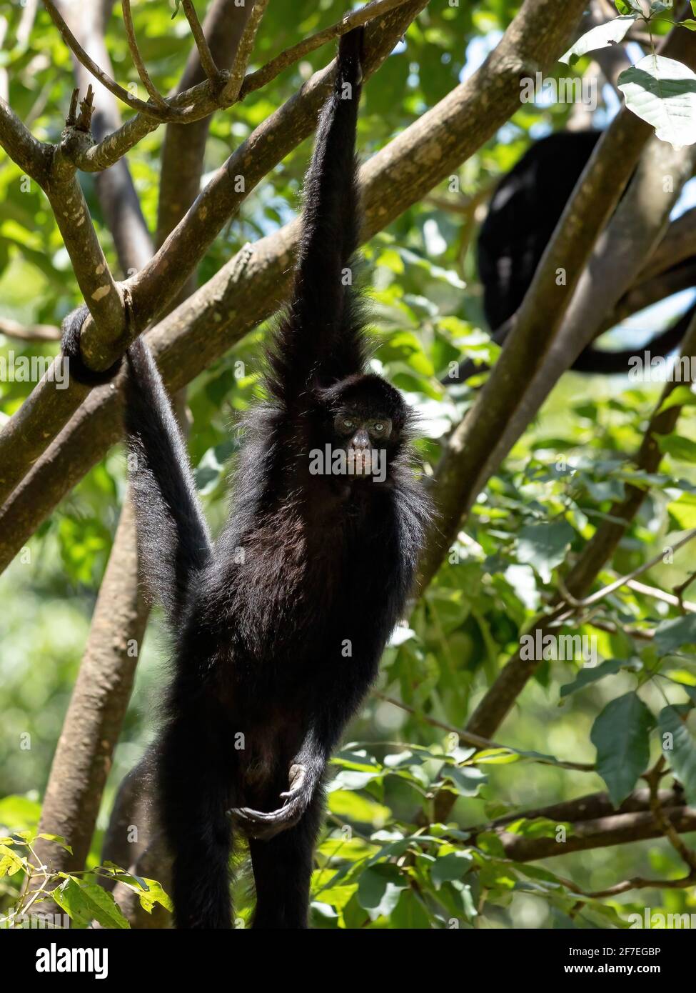 Black-faced Black Spider Monkey of the species Ateles chamek Stock ...