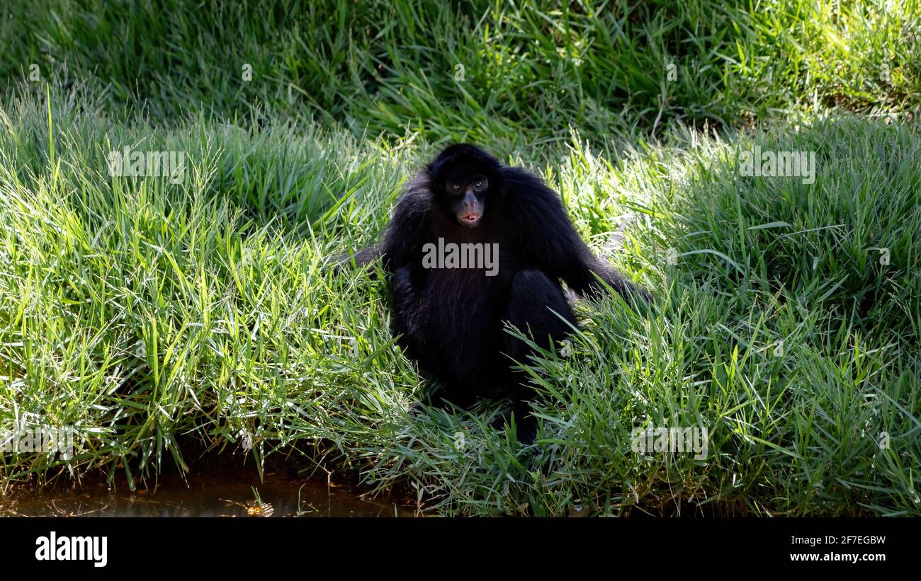 Black-faced Black Spider Monkey of the species Ateles chamek Stock ...