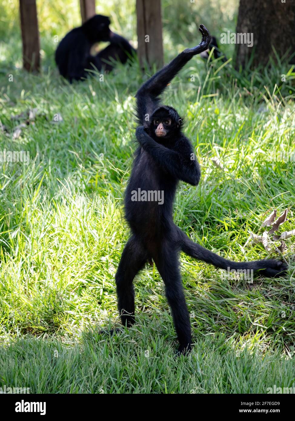 Black-faced Black Spider Monkey of the species Ateles chamek Stock ...
