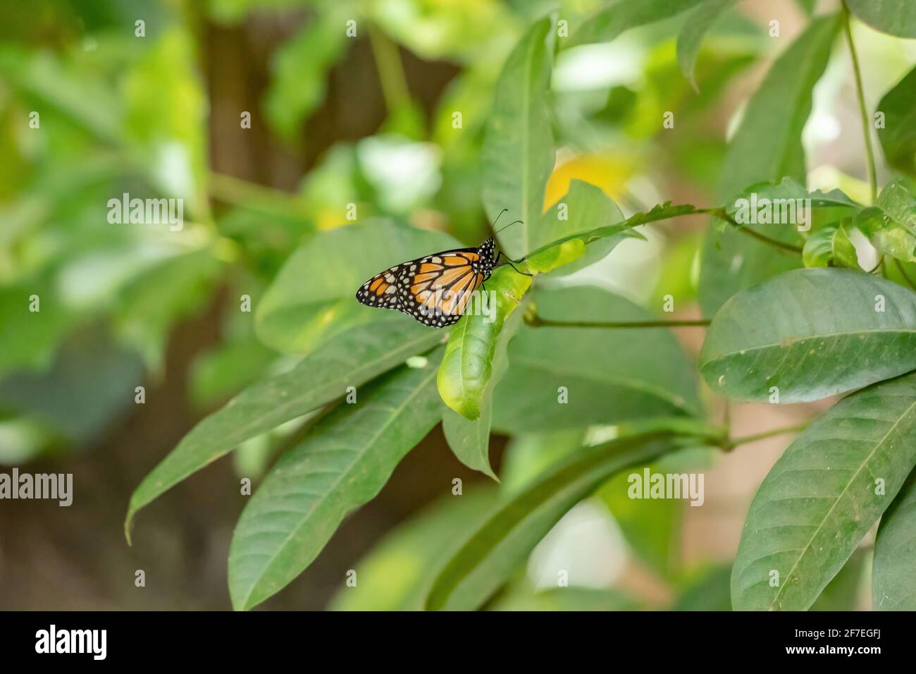 South American Monarch of the species Danaus erippus Stock Photo Alamy