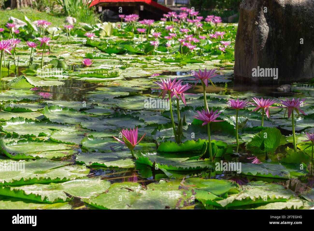 City park flowers hi-res stock photography and images - Alamy