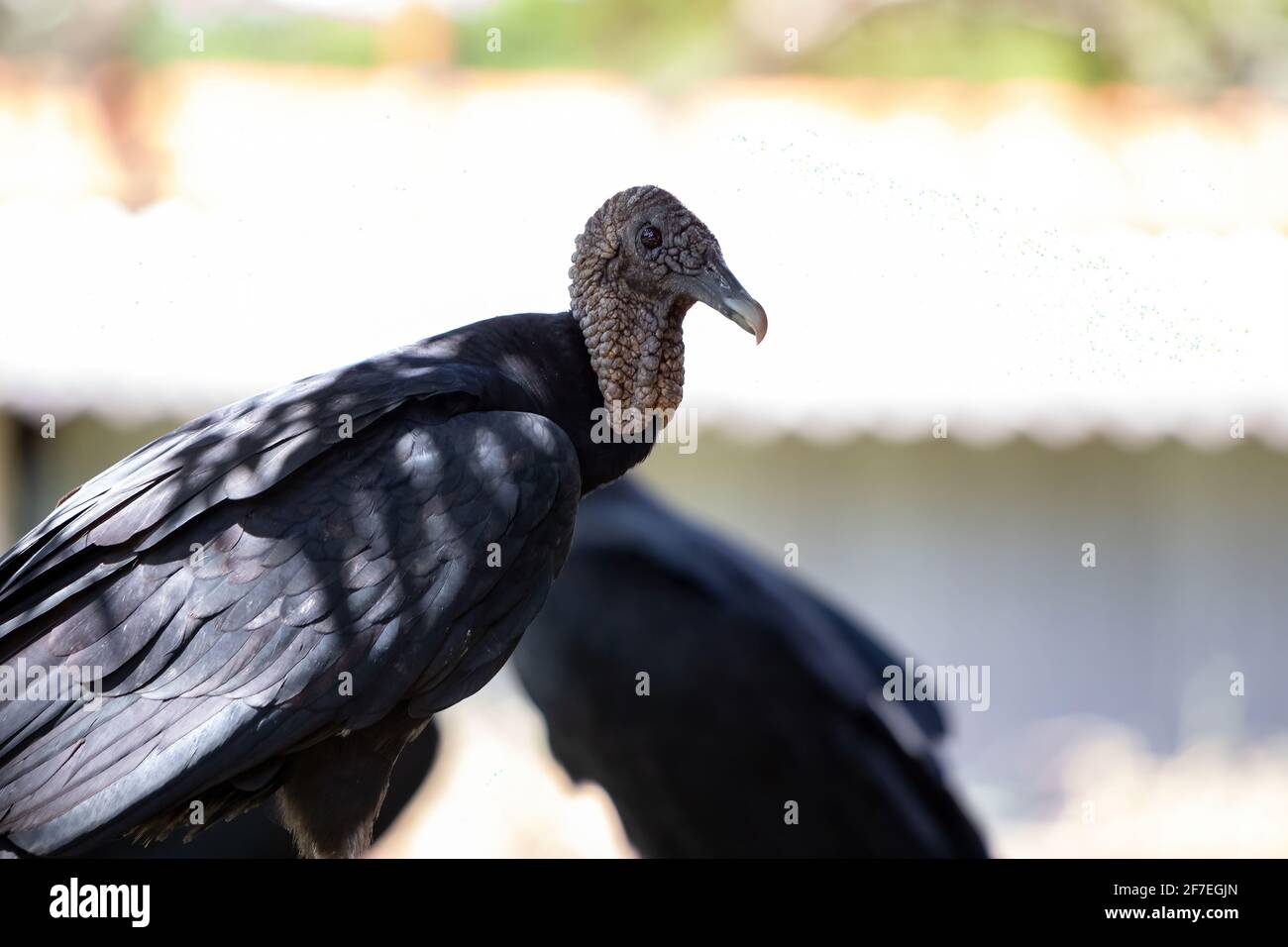 American black vulture of the species Coragyps atratus Stock Photo