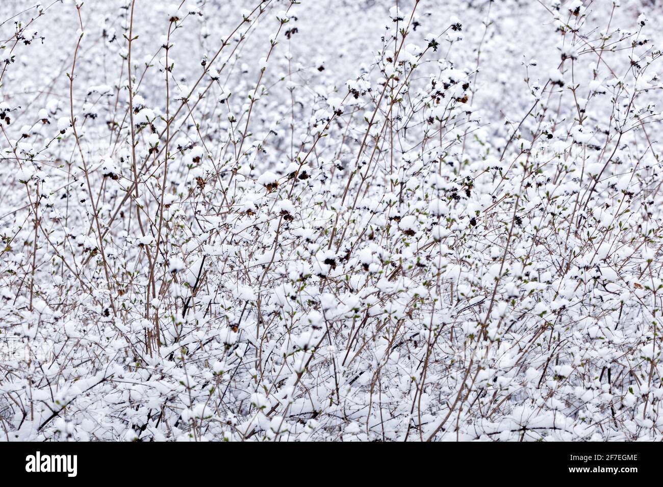 Winter snow scene shrub in white background Stock Photo