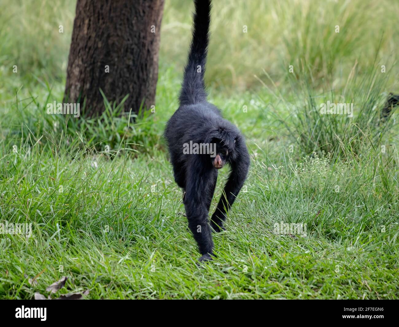 Black-faced Black Spider Monkey of the species Ateles chamek Stock ...