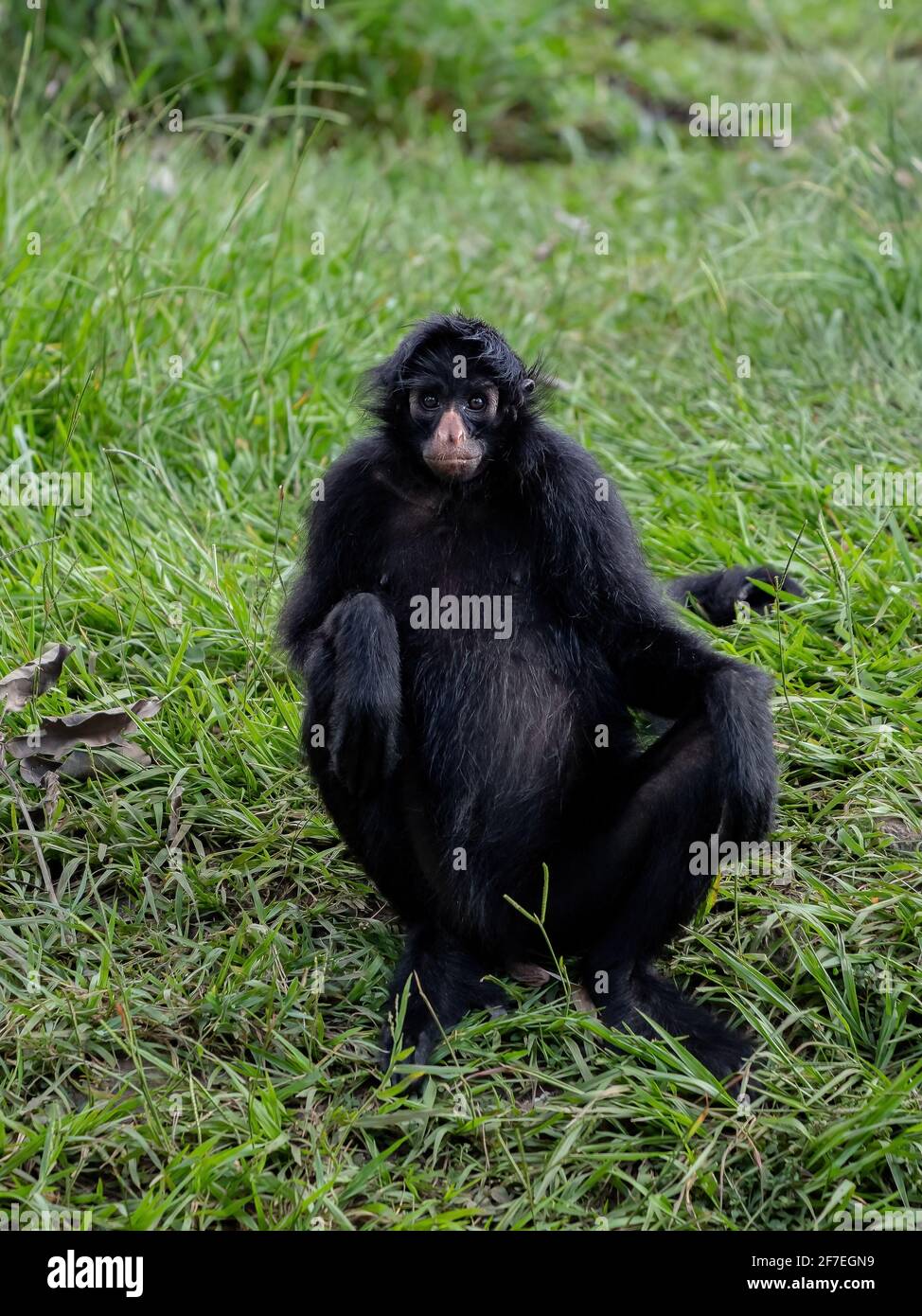 Black-faced Black Spider Monkey of the species Ateles chamek Stock ...