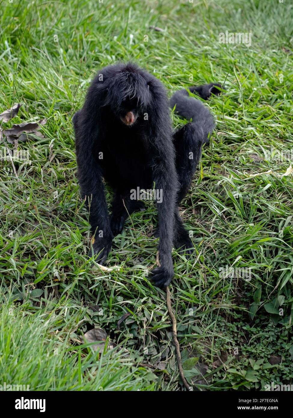 Black-faced Black Spider Monkey of the species Ateles chamek Stock ...