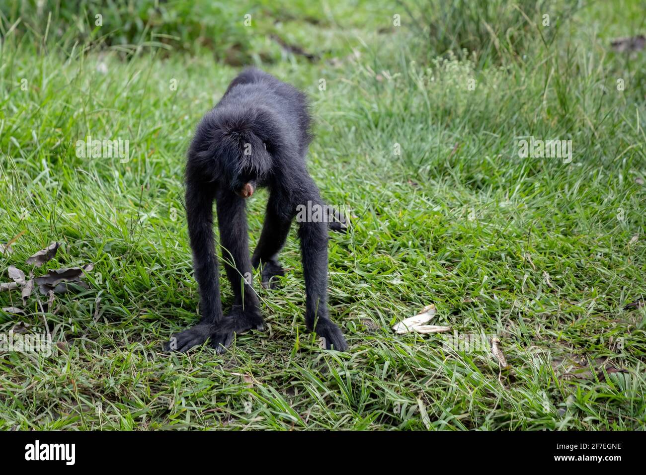 Black-faced Black Spider Monkey of the species Ateles chamek Stock ...