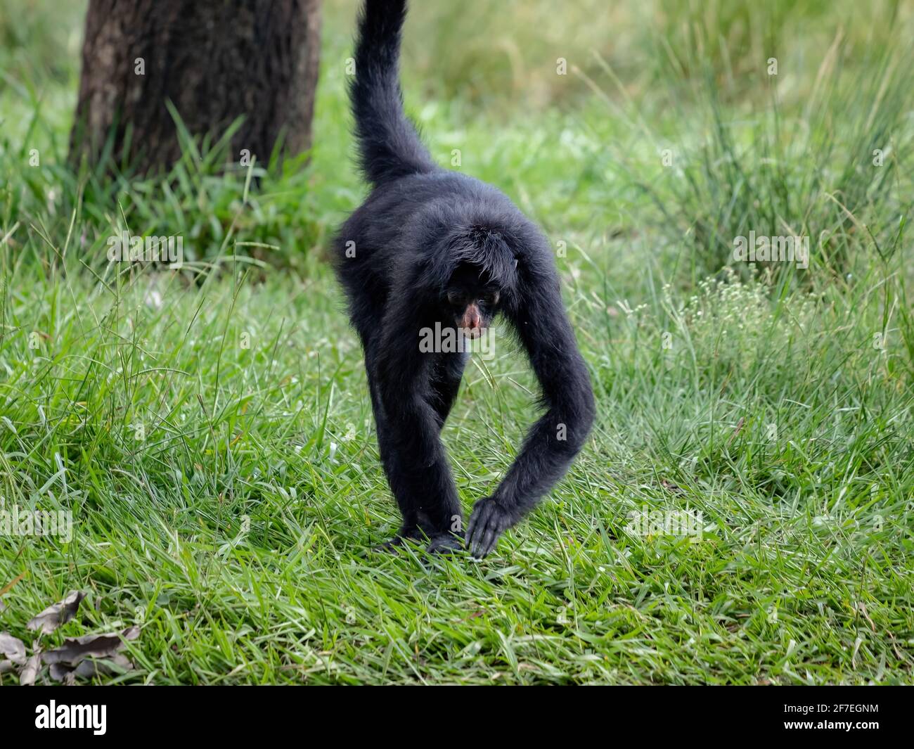 Black-faced Black Spider Monkey of the species Ateles chamek Stock ...