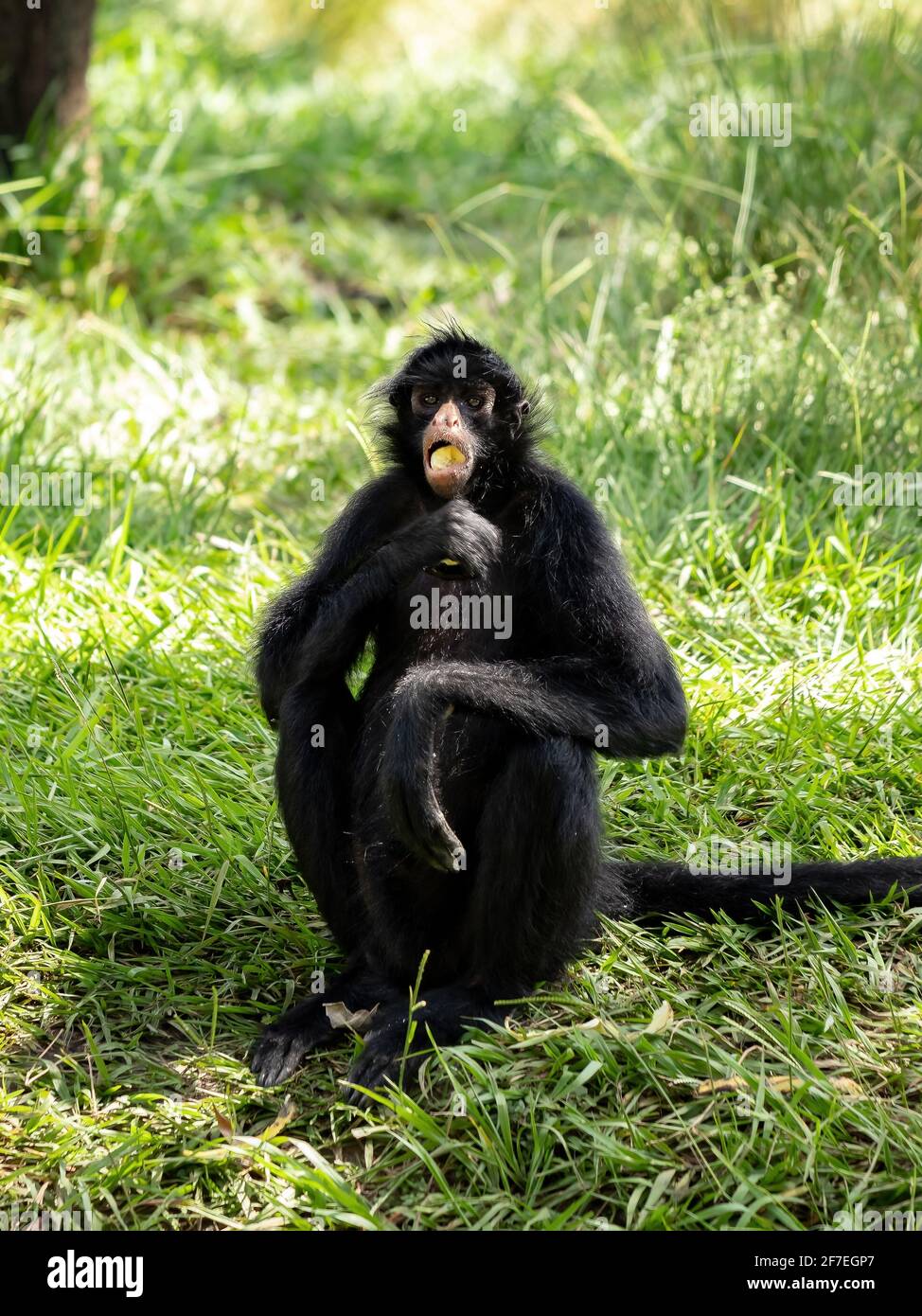 Black-faced Black Spider Monkey of the species Ateles chamek Stock ...