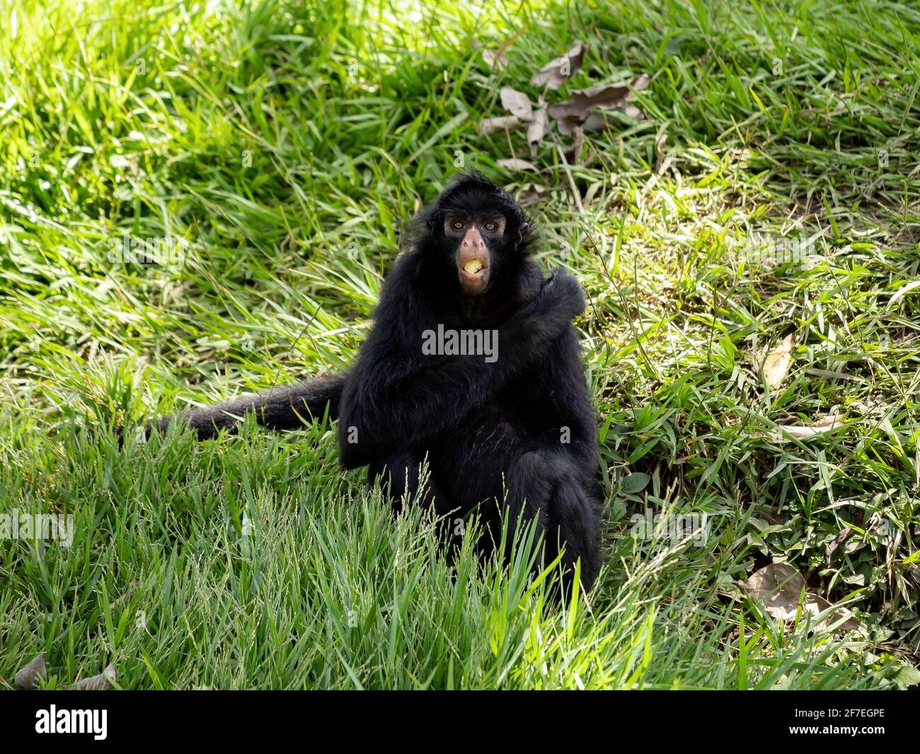 Black-faced Black Spider Monkey of the species Ateles chamek Stock ...