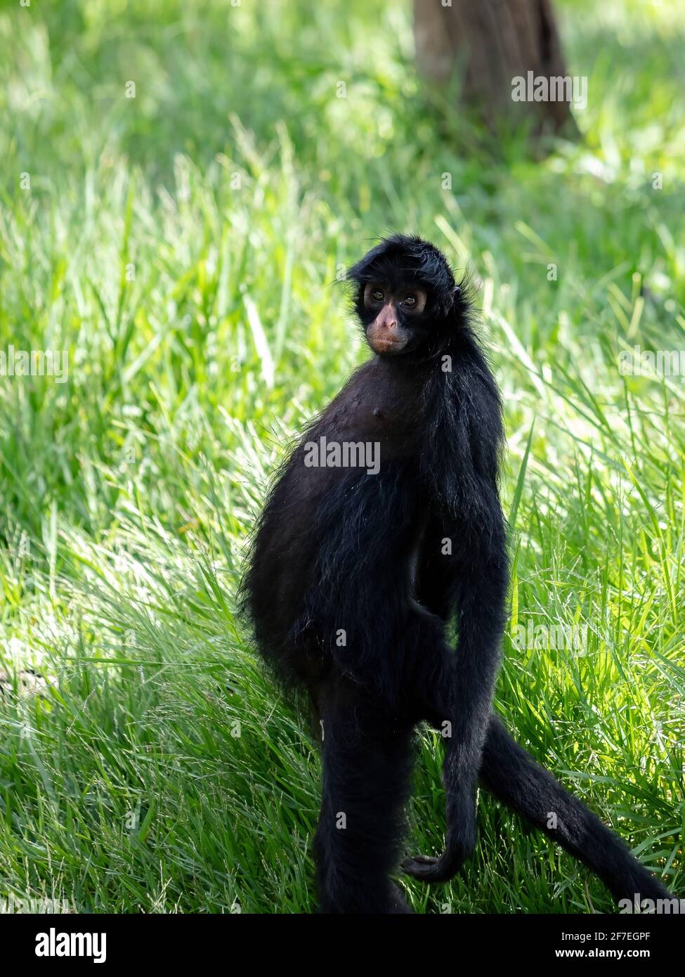 Black-faced Black Spider Monkey of the species Ateles chamek Stock Photo