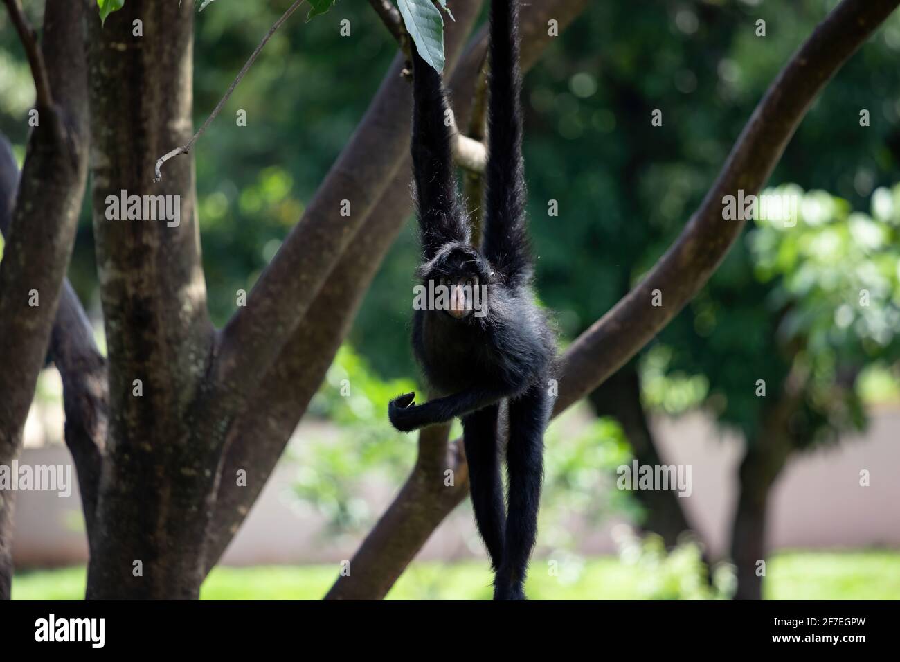 Black-faced Black Spider Monkey of the species Ateles chamek Stock ...