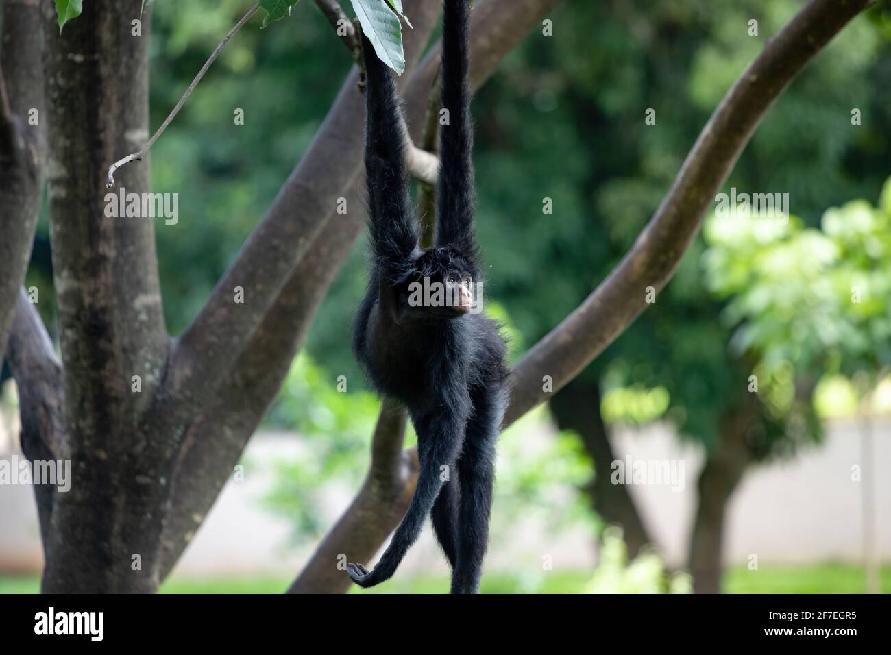 Black-faced Black Spider Monkey of the species Ateles chamek Stock ...