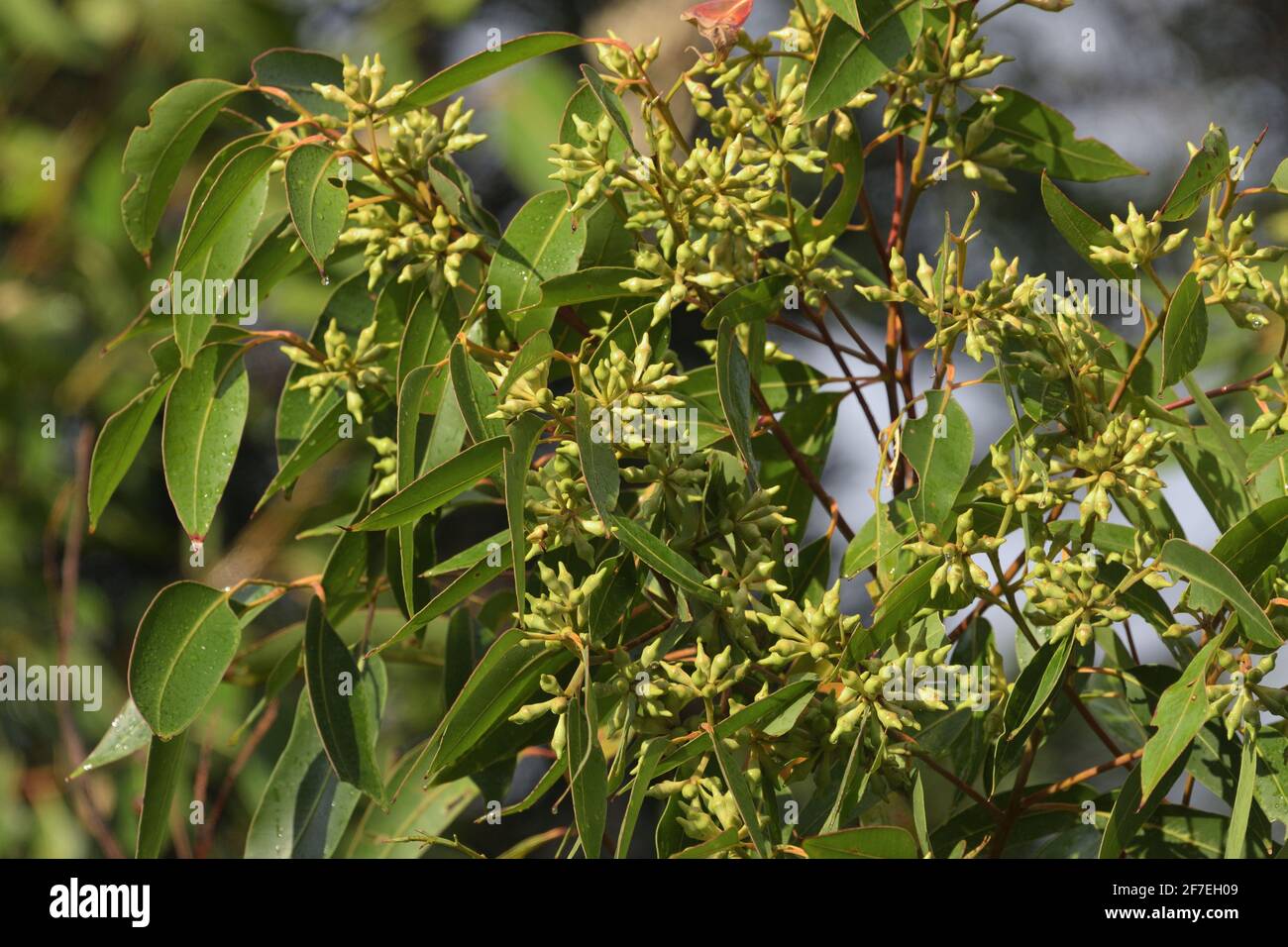 Leaves and buds of the Swamp Mahogany (Eucalyptus robusta) eucalypt tree in eastern Australia Stock Photo