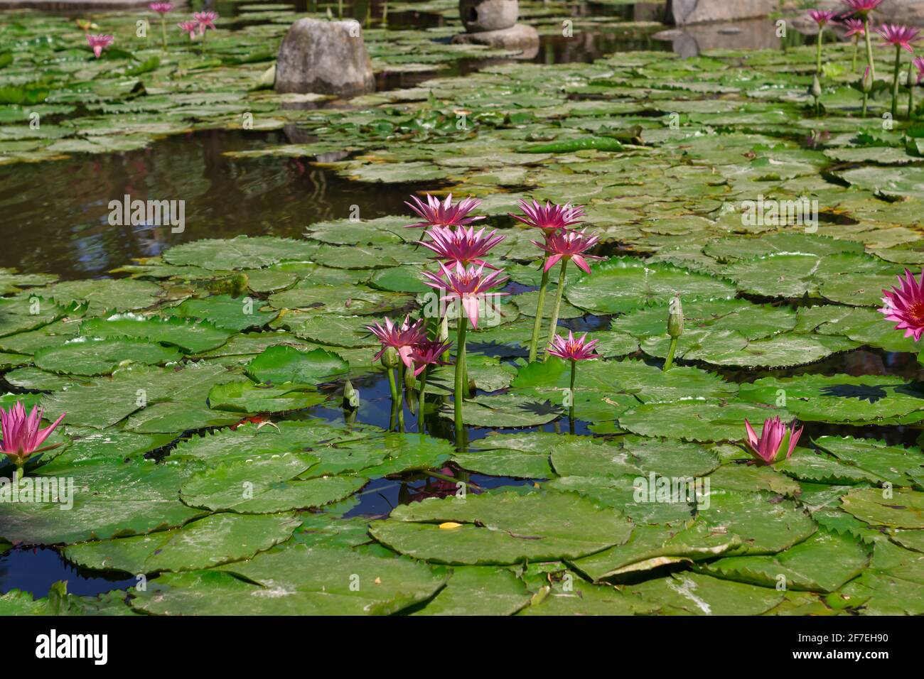 City park flowers hi-res stock photography and images - Alamy