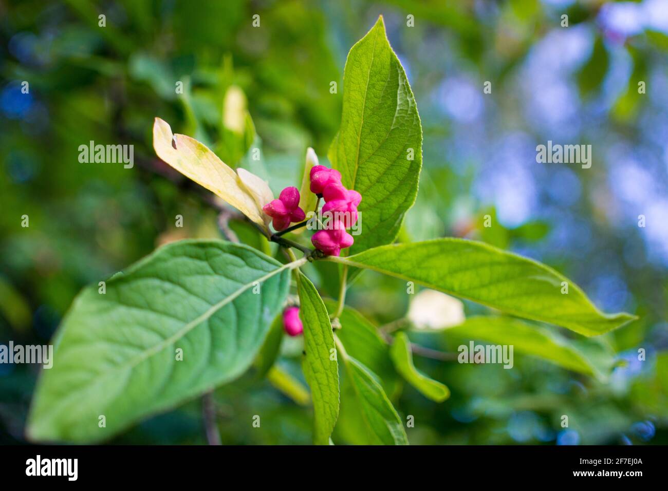 Deciduous shrub, pink flowers with orange seeds of euonymus europaeus or spindle. Celastraceae Stock Photo