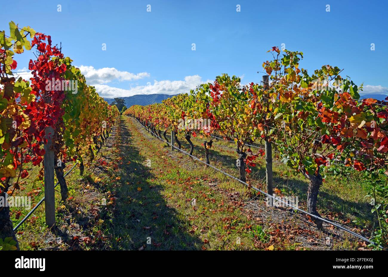 Autumnal leaf colours in a Pinot Noir Vineyard, Marlborough, New Zealand Stock Photo