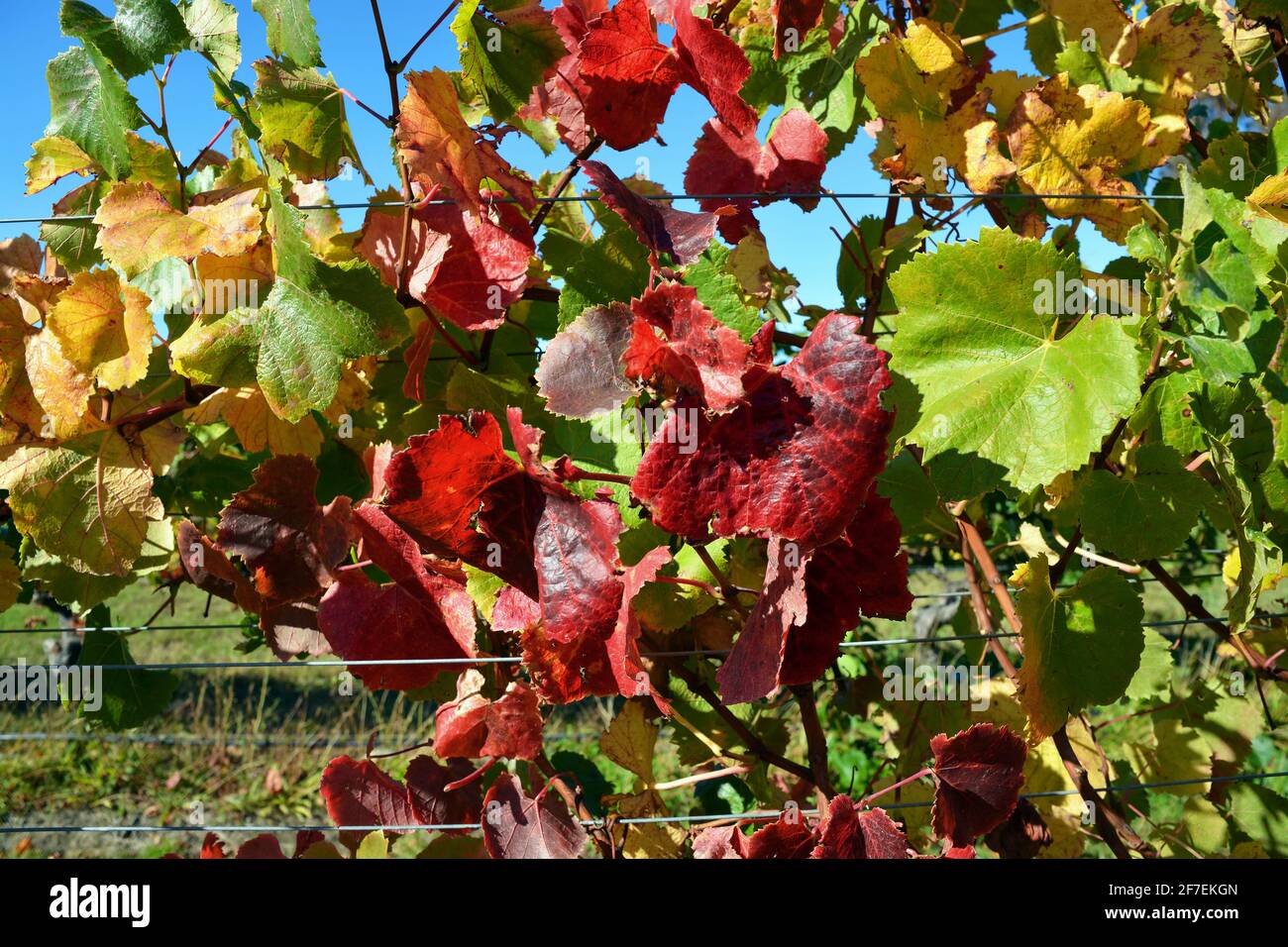 Close-up view of Autumnal leaf colours in a Pinot Noir Vineyard, Marlborough, New Zealand Stock Photo