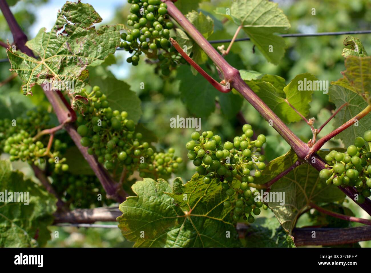 Sauvignon Blanc Grapes Ripening in Mid Summer on vines in Marlborough, New Zealand. Stock Photo