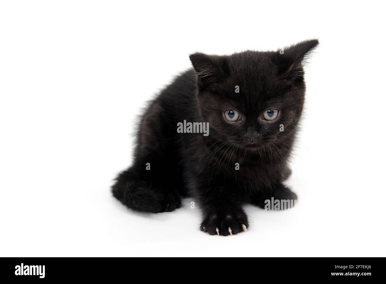 fluffy purebred black kitten with claws outstretched lies on an isolated background Stock Photo