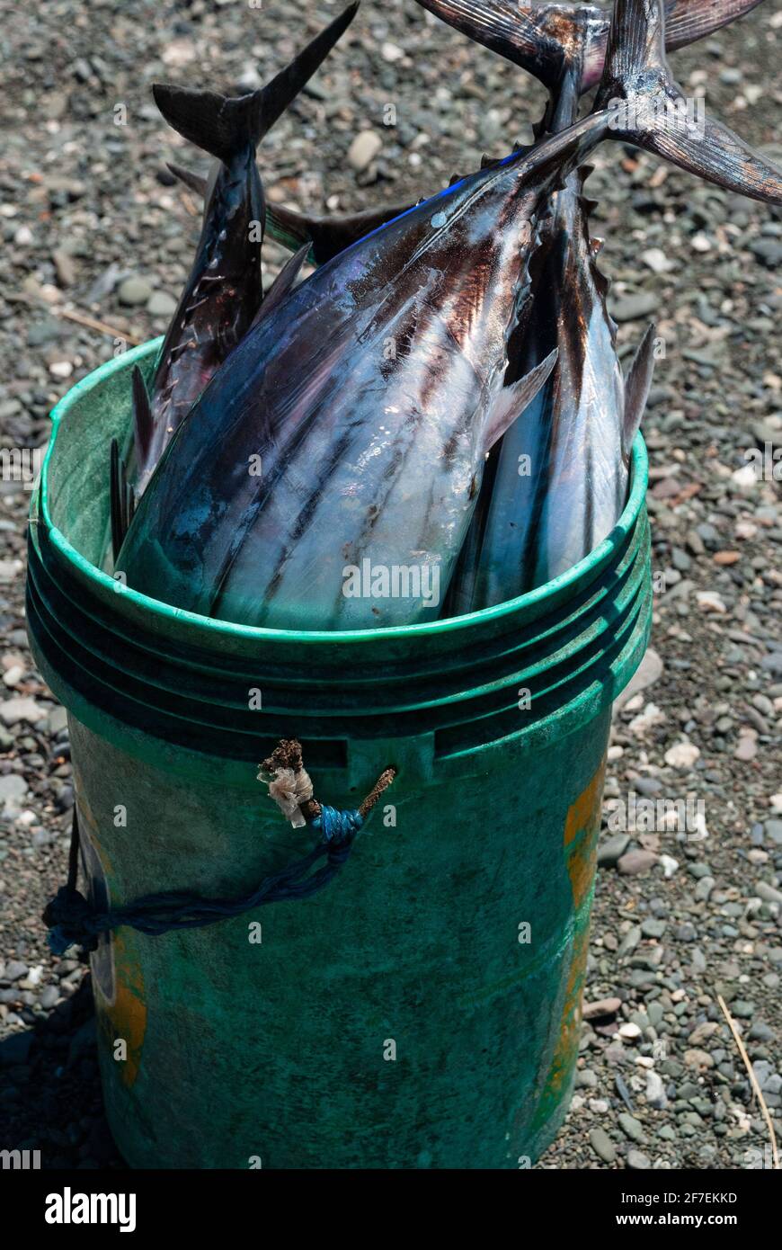 A bucket of freshly harvested tuba waiting for buyers to purchase Stock Photo