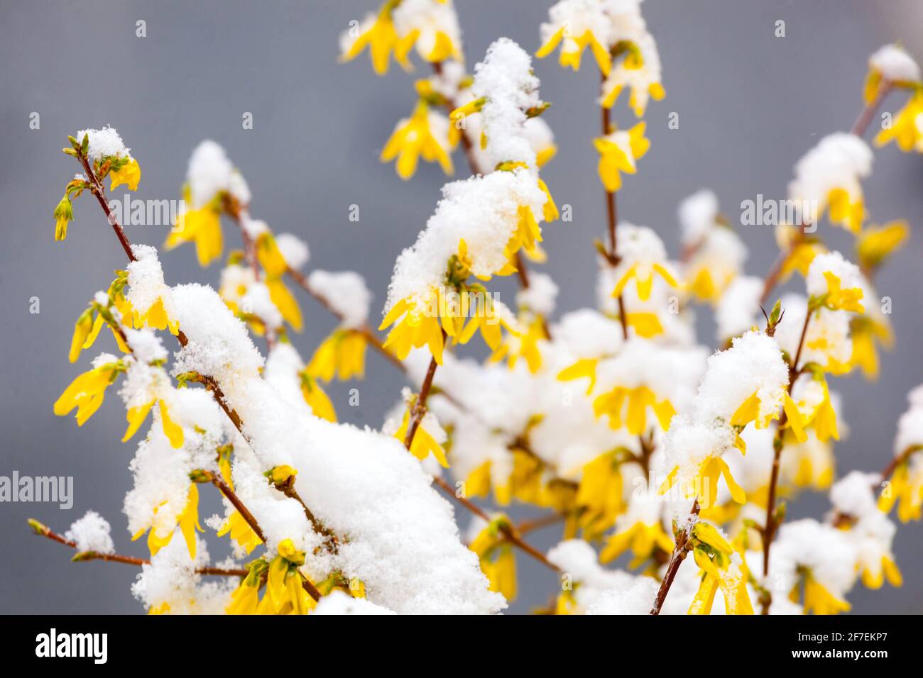 Forsythia x intermedia snow covered flowers, Forsythia flowering shrubs Stock Photo
