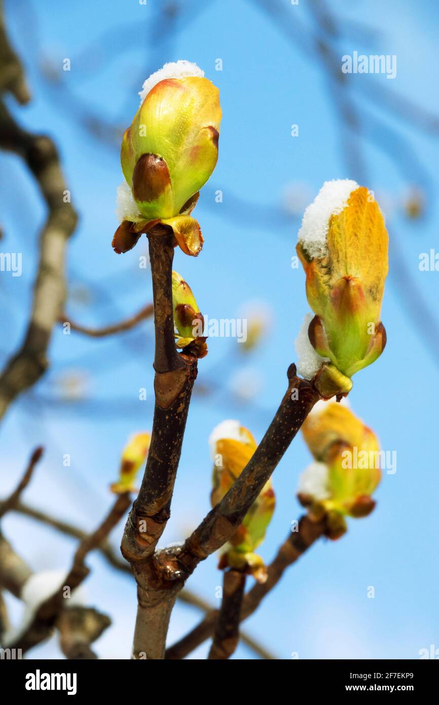 Aesculus hippocastanum buds snow covered Stock Photo