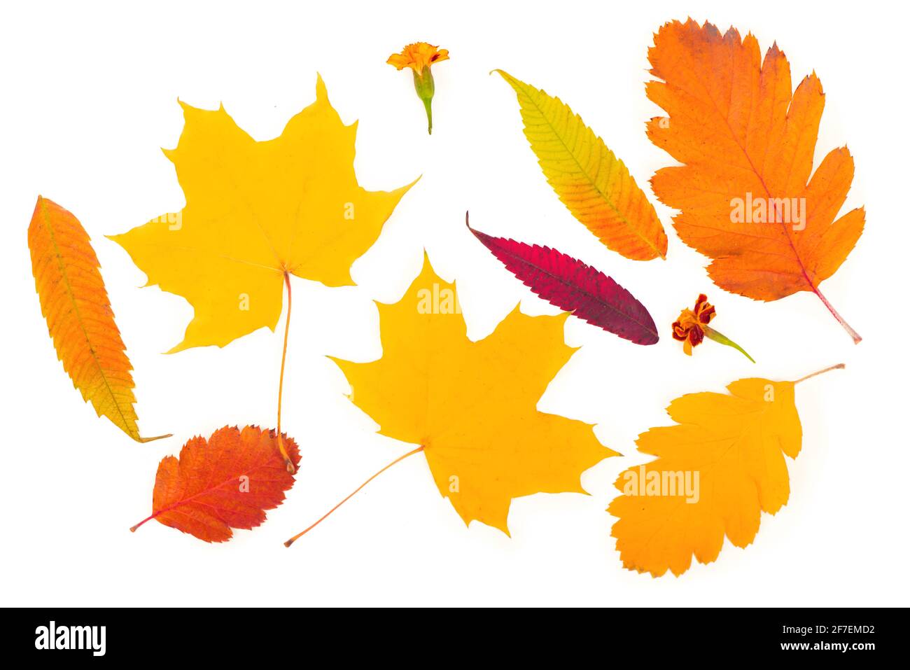autumn background of fall leaves on the white background. Stock Photo