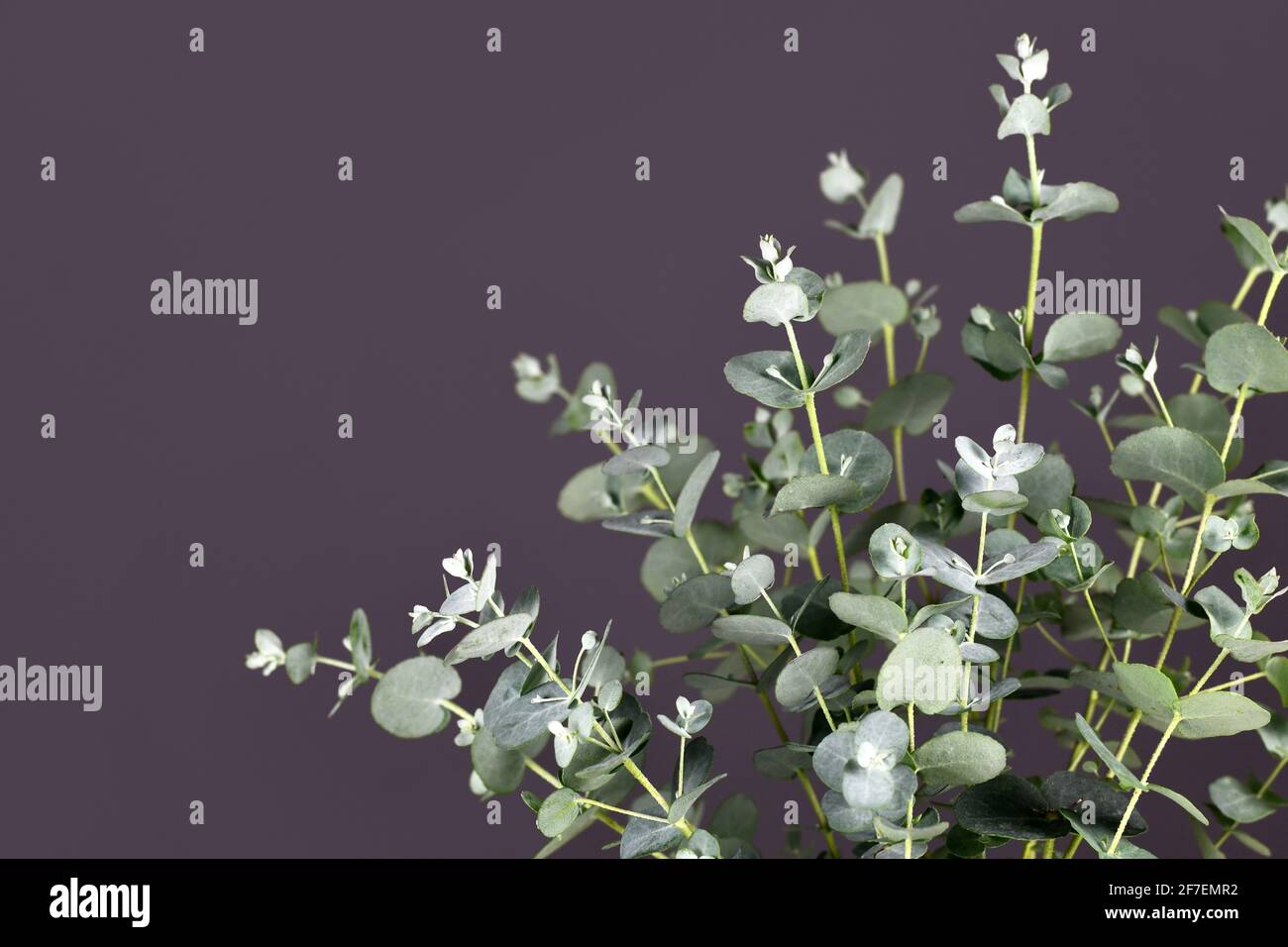 Close up of Eucalyptus plant branches in front of dark gray background Stock Photo