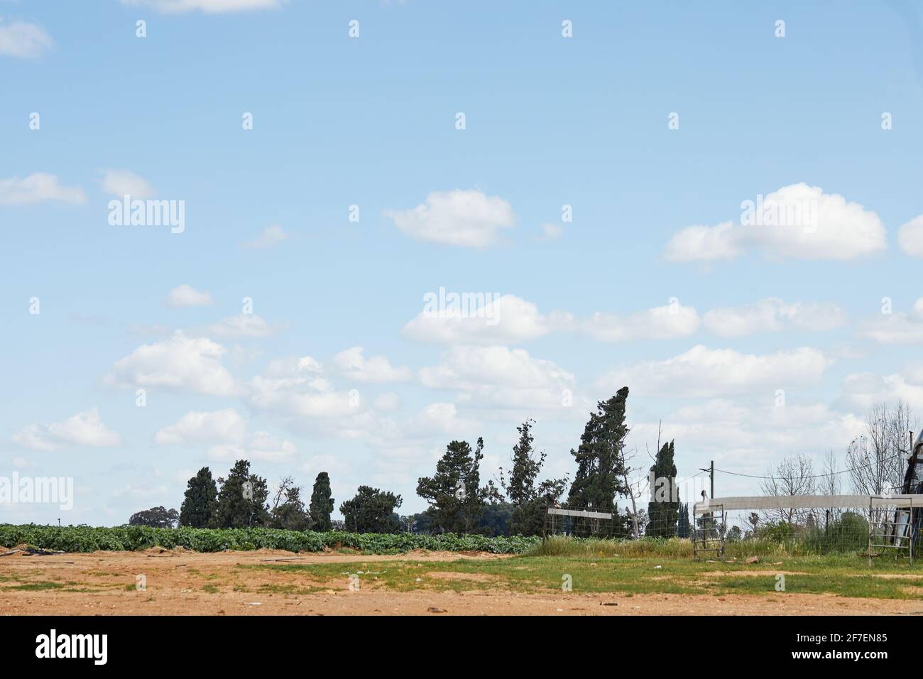 Field trees sky summer hi-res stock photography and images - Alamy