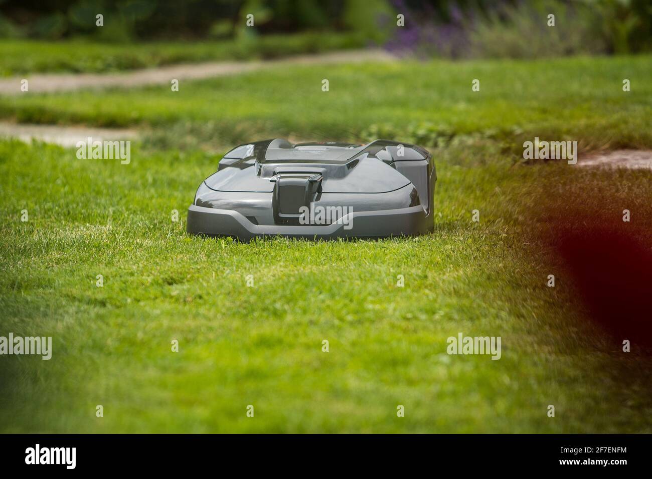 A robotic mower in dark green shiny color  is mowing a fancy lawn, viewed from a low angle. Stock Photo