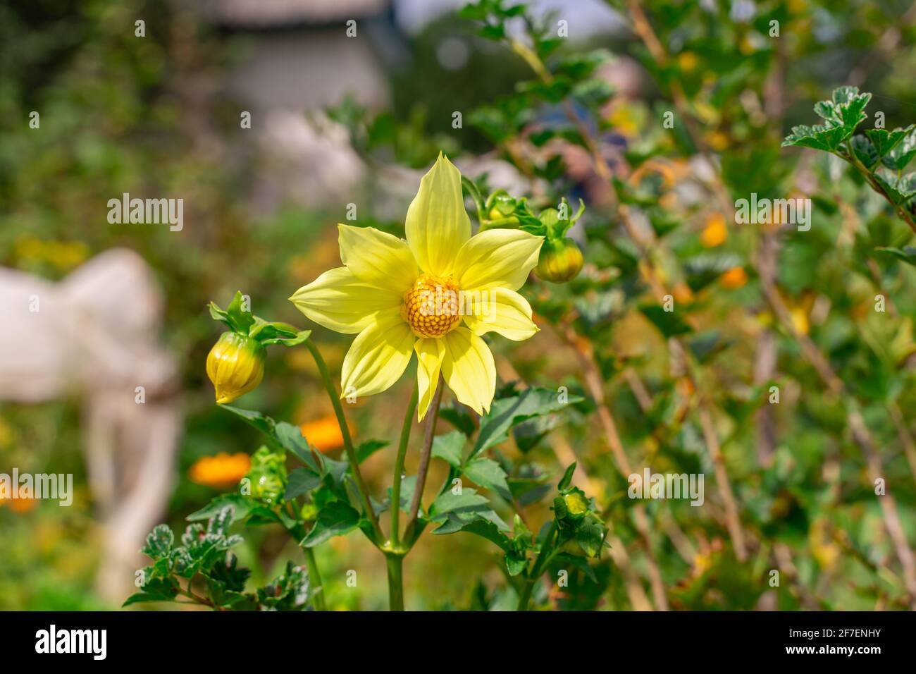 yellow peony flower in garden. Peony bloom in Park Stock Photo
