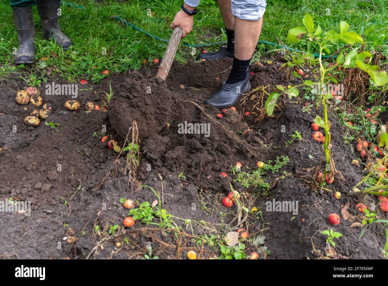 process of digging fresh organic potatoes vegetable in the field on ...