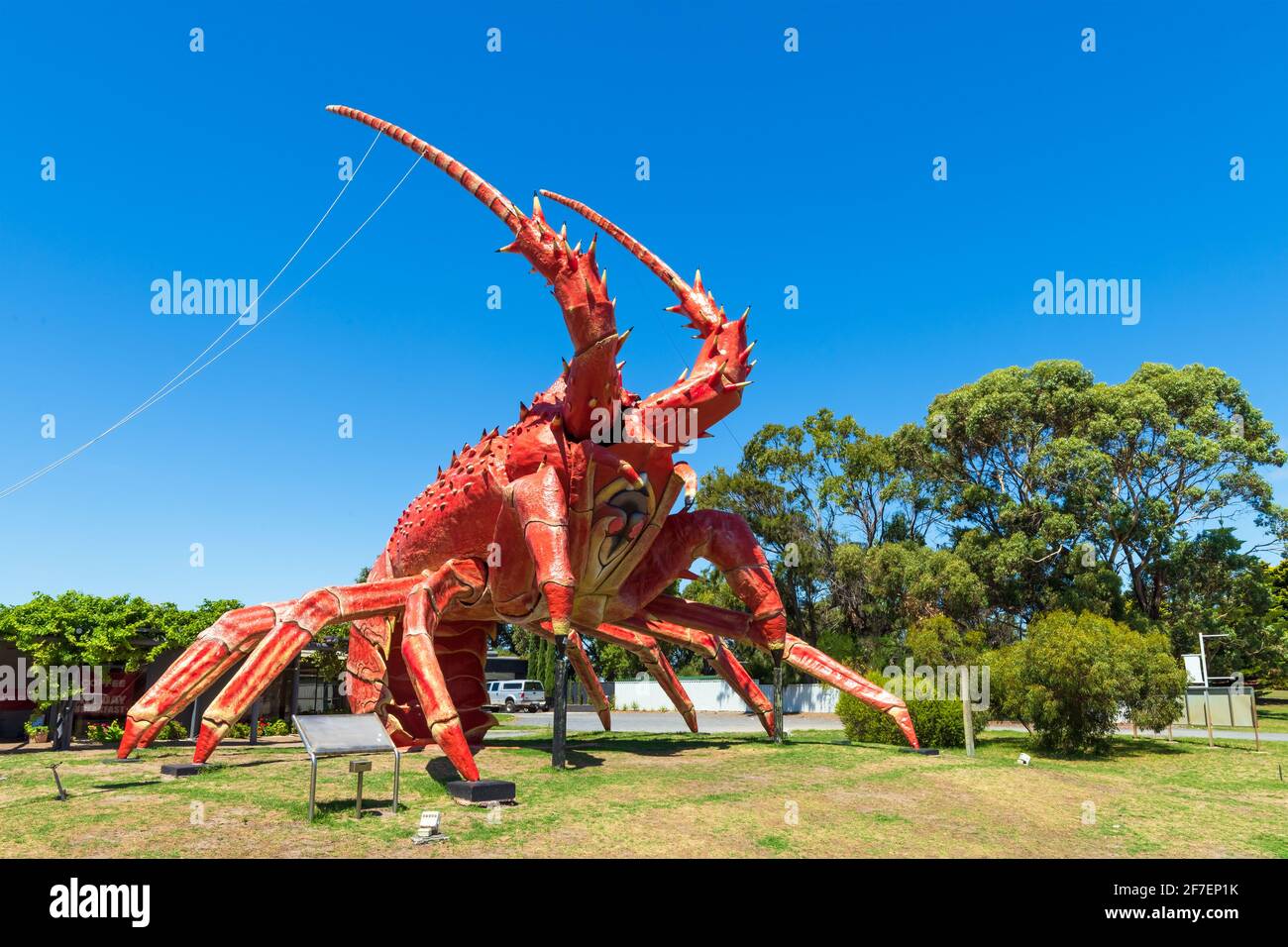 Australian spiny lobster hires stock photography and images Alamy
