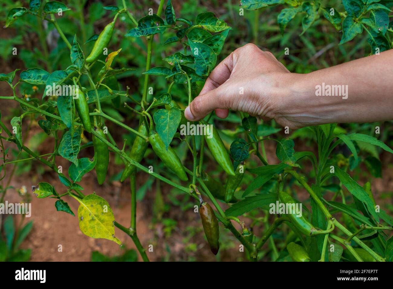 Harvesting can be done 75 days after transplanting. First two picking